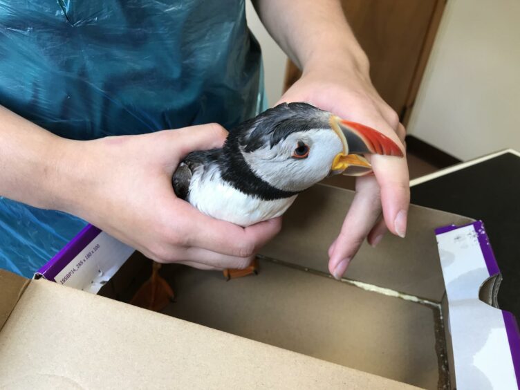 a puffin biting a person's finger