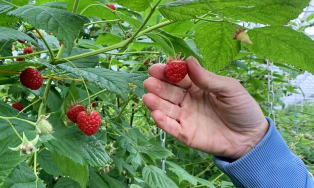 4 places to pick your own strawberries in the north-east