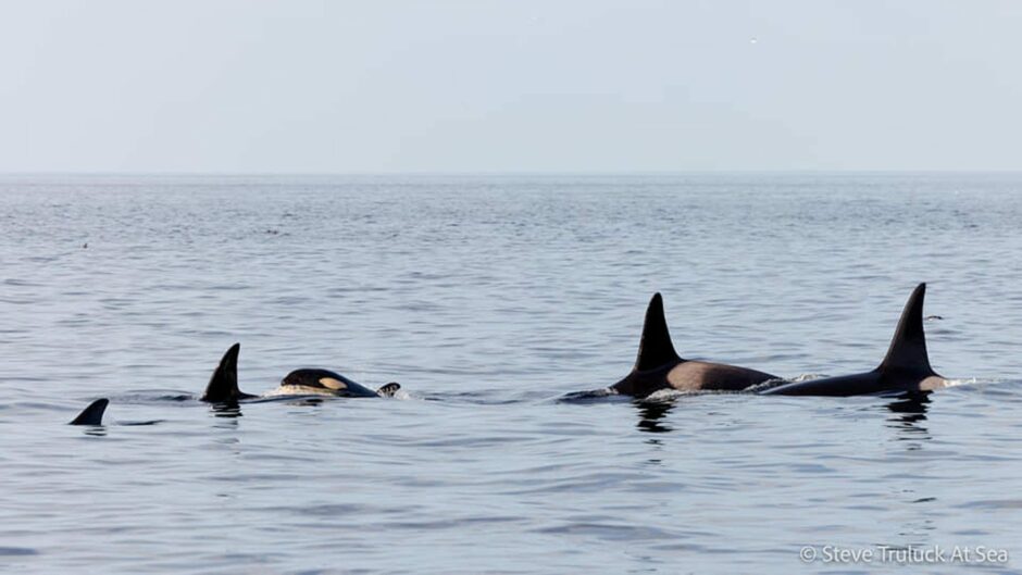 Orcas' dorsal fins over the water surface.
