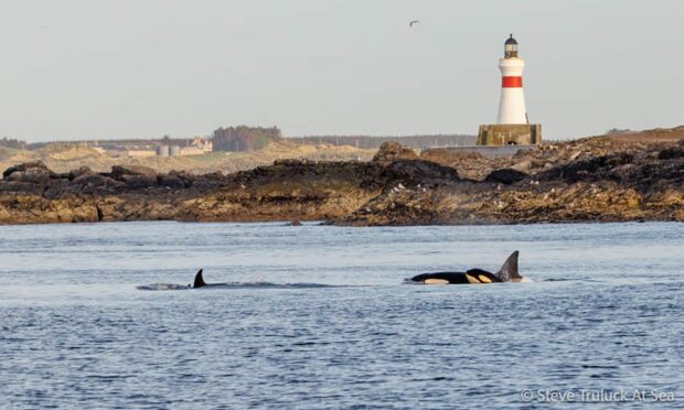 Steve Truluck has shared a series of photos of a pod of orcas near Fraserburgh earlier this month.
