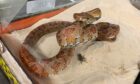 The snake discovered in Stornoway in a tank