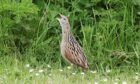 A corncrake was disturbed during the incident. Picture by Graham Goodall.