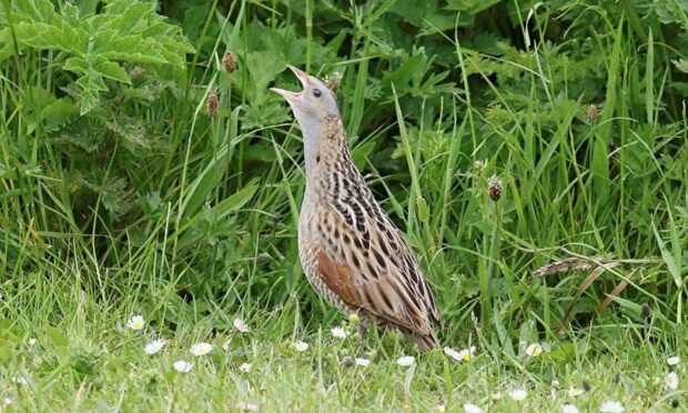 A corncrake was disturbed during the incident. Picture by Graham Goodall.