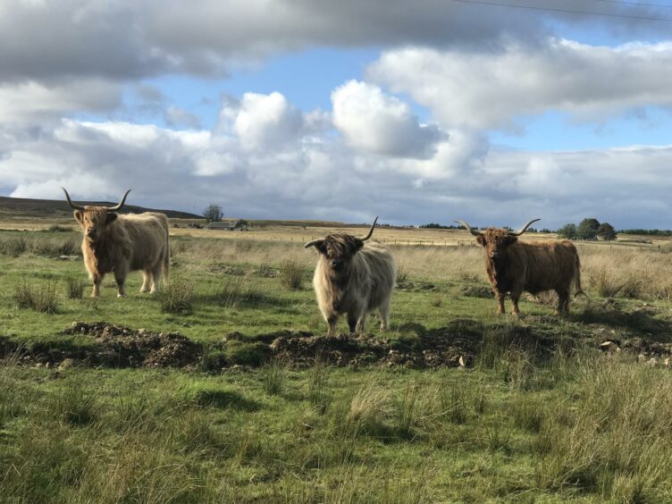 cows in Thurso