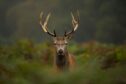 Young red deer stag. Image supplied by Shutterstock