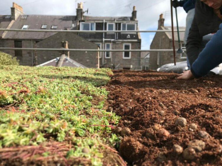 Bonnymuir Green Community Garden