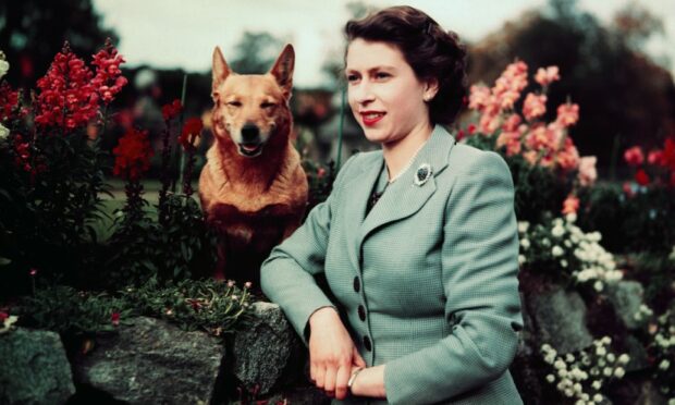 The Queen at Balmoral Castle with one of her Corgis in 1952. Image: Bettmann Archive