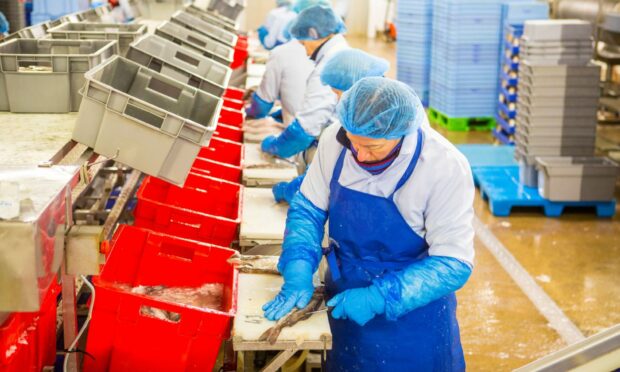 Processors at the heart of the story of Scottish seafood.
