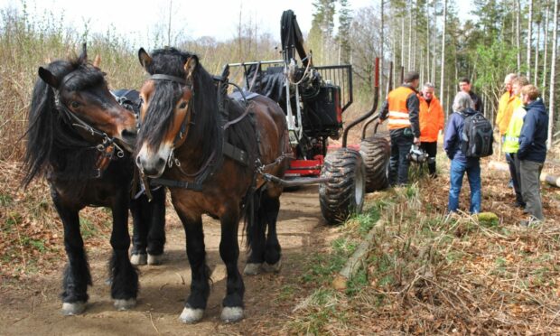 Traditional horse power helping in tree-felling operations across Aberdeenshire. Image supplied by Aberdeenshire Council.
