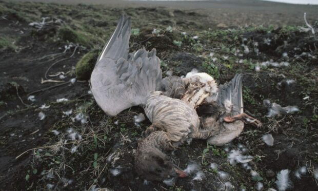 Dead birds are being seen on beaches throughout the Western Isles.