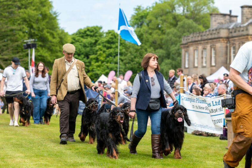 Gordon Setters on show at highland games.