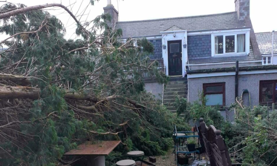 The tree toppled in Mr Ledingham's garden, almost touching his house
