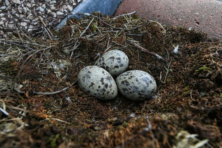 seagull/herring gull eggs in a nest