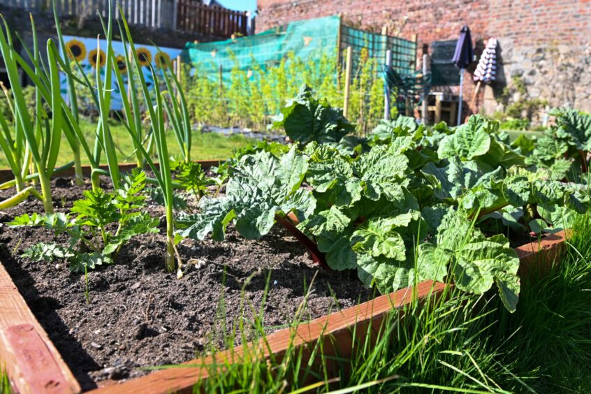 Bonnymuir Green Community Garden