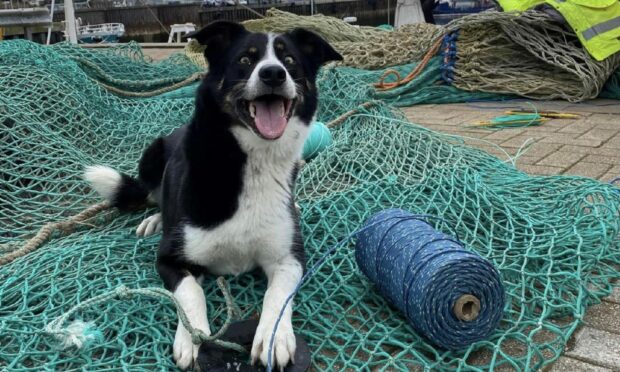 OK, we need to get a boat... We assume they all come with a joyful, handsome bundle of happiness to check the nets and brighten up any day, yes? In Archie, lucky Noreen 
Summers has the best first mate on board the trawler Rebecca Jeneen in Mallaig.