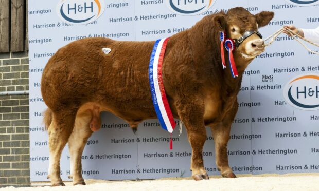 Graiggoch Rambo set a new world record for a Limousin bull when he sold for 180,000gn.