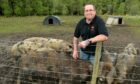 Bob Pratley with some of his Oxford Sandy and Black rare breed pigs.