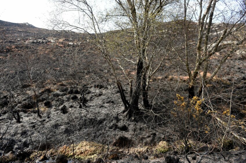 Scorched ground left behind by flames of the Kyle of Localsh wildfire