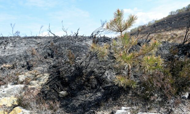 Fire-scorched earth on the Balmacara Estate caused by the wildfire at near Kyle of Localsh.