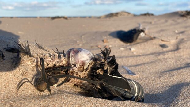 One of the many, many dead birds found on beaches near Golspie in the Highlands this summer amid bird flu outbreaks. Photo: Peter Stronach.