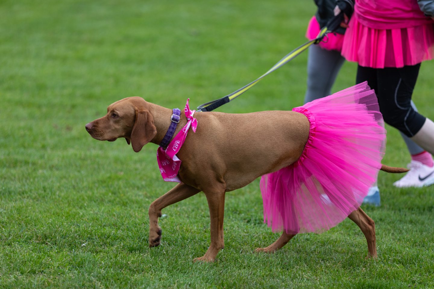 Race for Life Inverness raises over £56,000 for Cancer Research UK