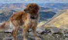 What a Skye! OK, so the view from Ben Nevis is pretty good too, but handsome two-year-old Skye from Caol, Fort William, steals the show during a climb with Iona Mackay.
