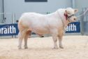 Charolais bull Glenericht Robert sold for the top price of 14,000gn.