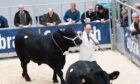 Aberdeen-Angus bulls being shown at United Auctions in Stirling.