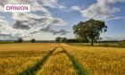 Ripening barley fields in Scotland, wherethe government currently opts out of the use of GM crops (Photo: Jan Miko/Shutterstock)
