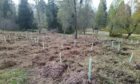 Trees planted along the South Loch Ness Trail.