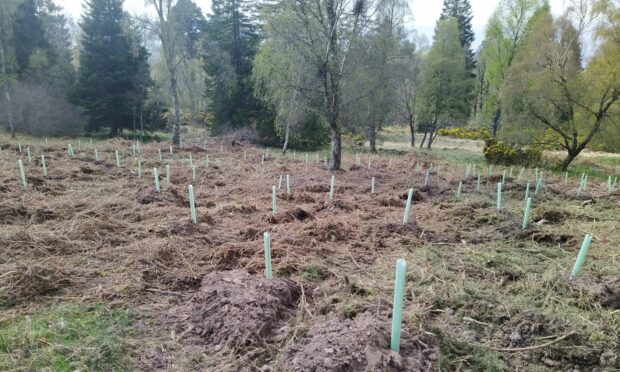 Trees planted along the South Loch Ness Trail.