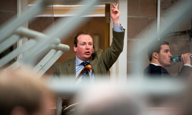 Raymond Kennedy of United Auctions selling at Stirling Bull Sales last year. Image: Wullie Marr/DCT Media