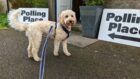 Dogs at Polling Stations: Billie outside one of Aberdeen's polling stations. Photo by Callum Main