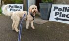 Dogs at Polling Stations: Billie outside one of Aberdeen's polling stations. Photo by Callum Main