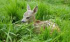 Young fawn in the grass
