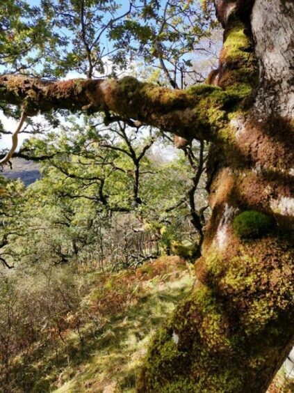 Corrieshalloch Gorge, Wester Ross