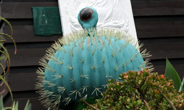 'Spike' the talking cactus is back in action at the Winter Gardens in Duthie Park. Picture by Kath Flannery.