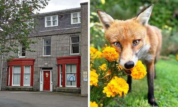 Fears for family of foxes as abandoned Aberdeen mental health centre poised to become flats