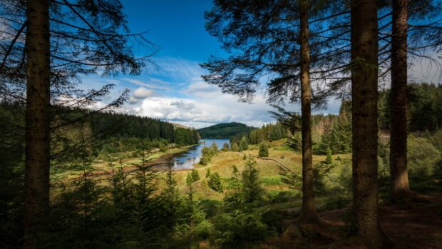 The value of investment in the UK forestry market was up by 23% in 2021.