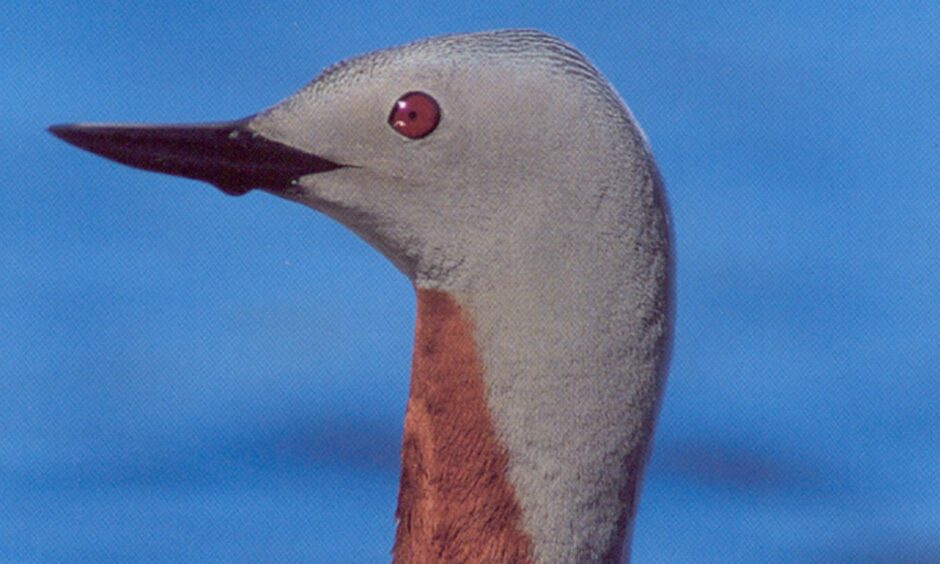 Red-throated Divers were on the Balmacara Estate at the time of the wildfire.,