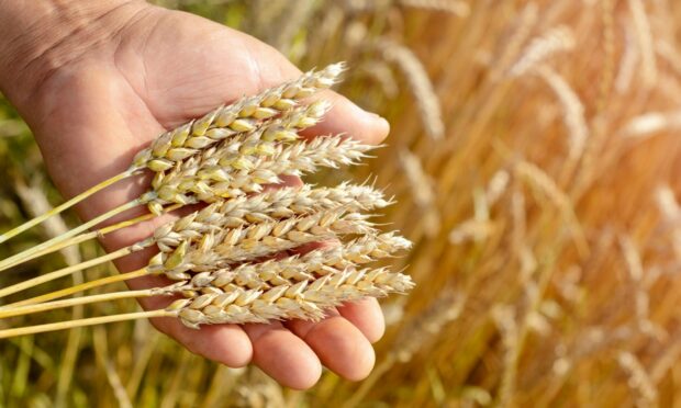 A hand in a wheat field holds a ripe wheat spike