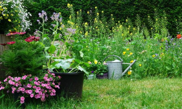 Different plants appeal to different insects, some beneficial for gardeners, others not so much.