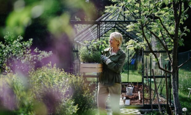 A greenhouse is a useful addition to a garden, especially in a climate such as ours.