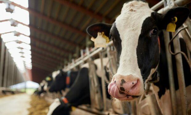 A herd of cows eating hay in cowshed on dairy farm.