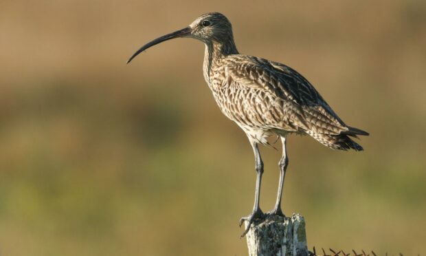 Scotland's curlew population has declined by more than 60% since 1995.