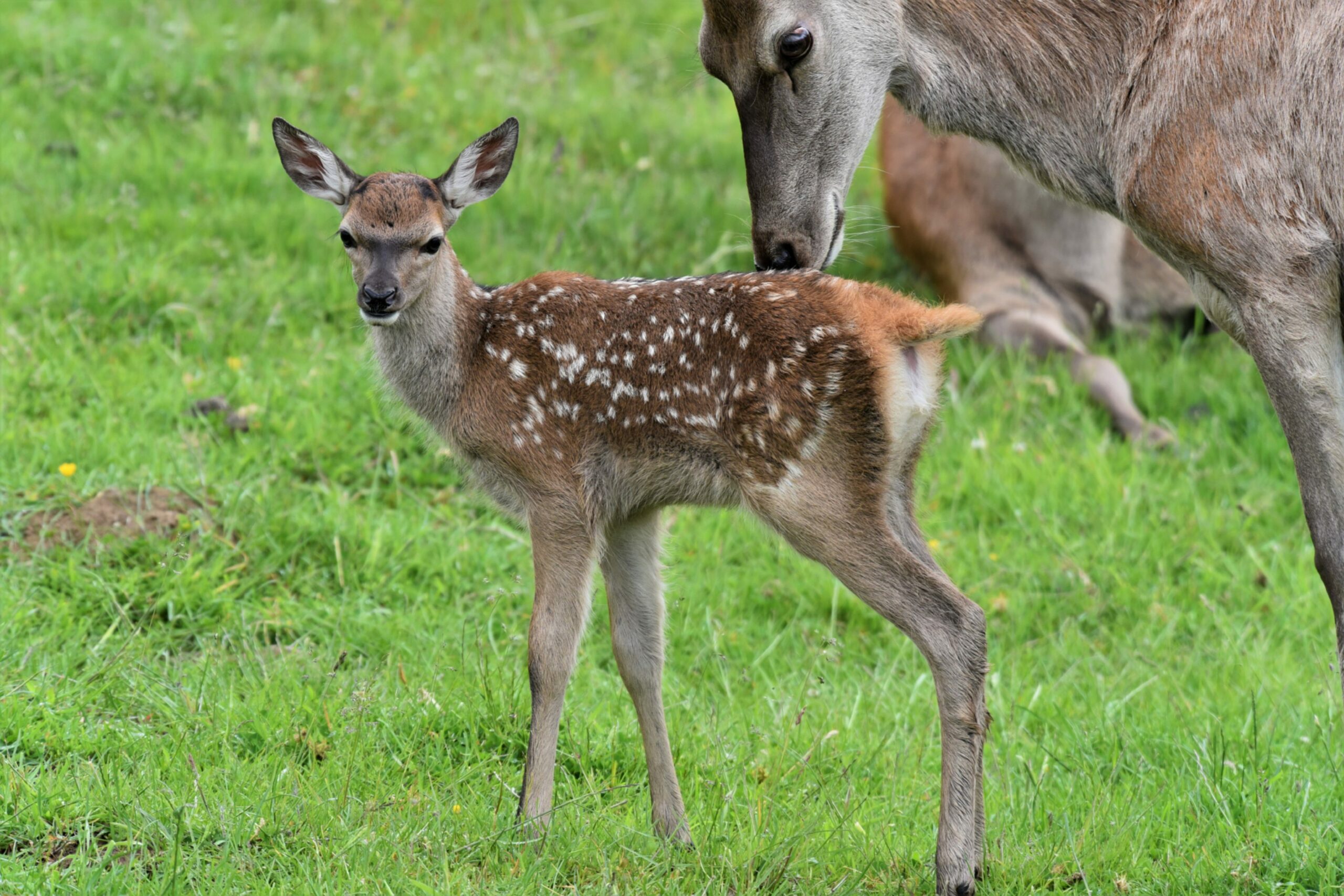 Picture shows; A Highland baby deer with its mother.