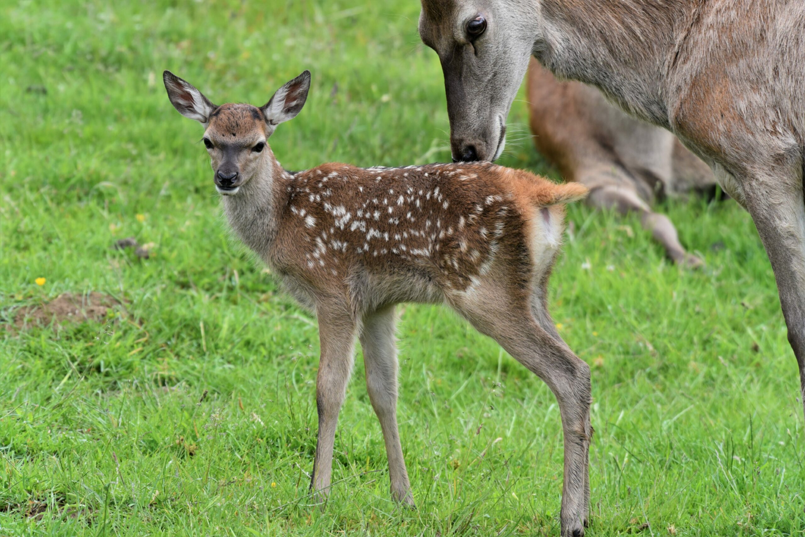 Picture shows; A deer calf with its mother.