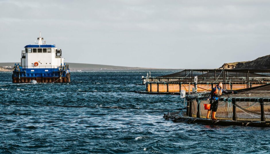 Scottish Sea Farms pens at sea.