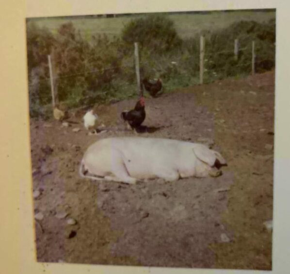 Priscilla the Large White pig laying in a pen with some chickens.