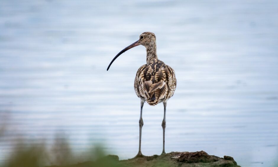 A rare curlew on the peatlands